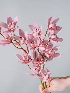 シンビジウム「ありがとう」を2本お届けします。