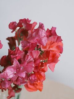 レッド系の品種をミックスで。