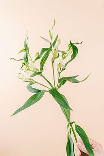 花つきや大きさには個体差がございます。