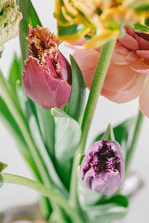 チューリップももちろんかわいいです🫶