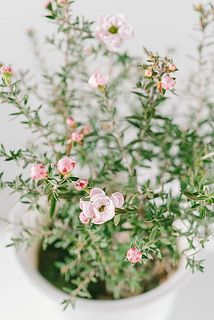  中にはまだつぼみのものも。