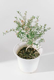 枝ぶりやお花の色味には個体差がございます。