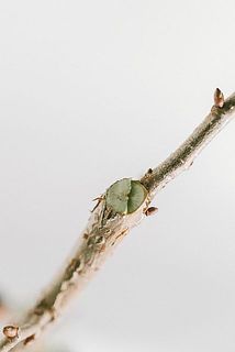 配送箱の都合上長さをカットしてお届けします。