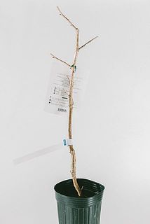 枝ぶりには個体差がございます。