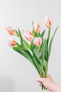 しましま模様が美しい✨