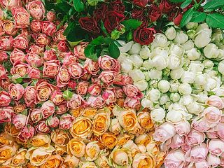 中には希少なスプレーバラも🌹