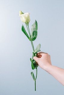 花付きには個体差があります。