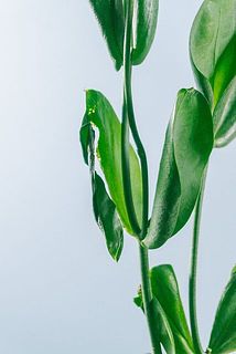 一部、葉に傷や欠け、変色がある場合がございます。