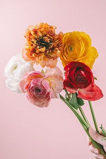 お届け例（内容は毎回異なります）