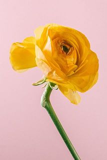 一部湾曲して咲いている場合がございます。