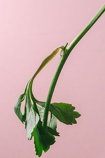 葉が平たく細いため、しなりやすいです。気になる場合が取り除いてください。