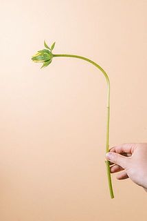 茎が曲がっている場合がございますが品質には問題ございません。