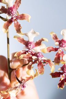 輸入品のため、一部に粉が付着していますが品質には問題ございません。