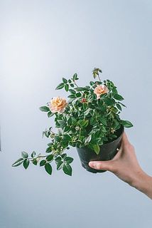 咲き方には個体差がございます。