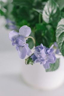 パープルのお花💜