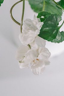 ホワイトも可愛いです🕊️