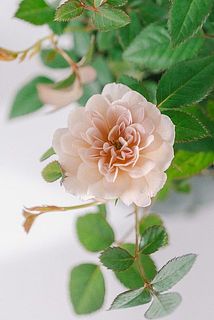 咲きはじめはアンティークピンクです🫶かわいい！