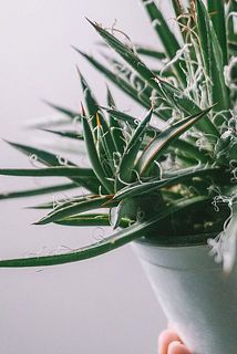 子株が生えていることも🫶