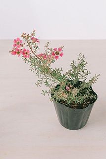 咲き具合や樹形には個体差がございます。