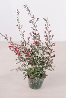 咲き具合や樹形には個体差がございます。