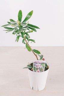 枝ぶりや蕾の有無には個体差がございます。