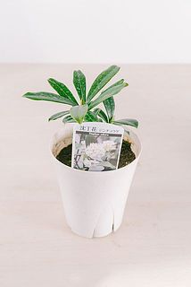 お花の色味はホワイトまたはピンクをお届けします。