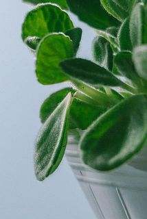  葉に傷や折れがある場合がございます。ご了承ください。