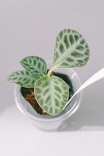 葉の大きさや生え方には個体差がございます。