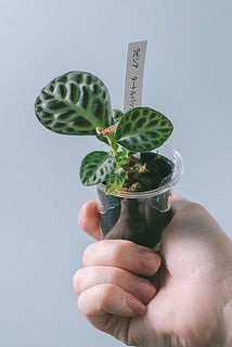 小さめサイズになります。