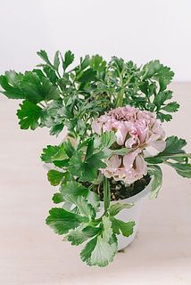 咲き具合や蕾の数には個体差がございます。