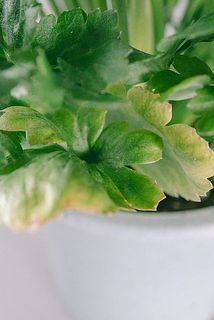 一部葉っぱが黄色くなっていることがございます。優しく取り除いてください。