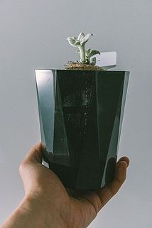 鉢に汚れがある場合がございます。優しく拭き取ってください。