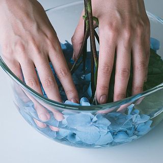 水揚げはガク（花のように見える部分）を丸ごと水につけてあげてもOK。3時間くらいで元気になります。