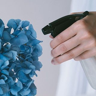 毎日のお手入れは霧吹きで。ガクと葉っぱを濡らして乾燥を防ぎましょう。