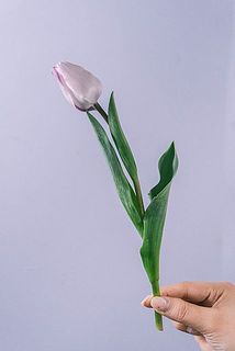 長さは25〜30㎝ほど