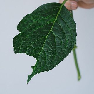 葉っぱは傷がついていることがあります。気になる場合は取り除いてください。　