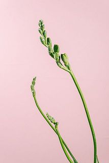 蕾の状態でお届けする場合がございます。