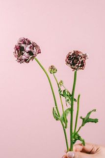 大きさや色味には個体差がございます。