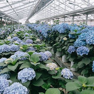 広大なハウスで大切に育てられた紫陽花たち。
