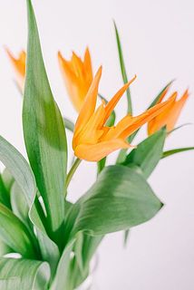 開くとユリのよう🥰