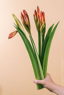 4本お届けします