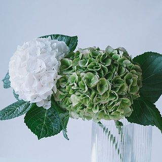 ホワイトとグリーンの組み合わせでお届け。グリーンの色味にはバリエーションがあります。次の写真をチェック👀