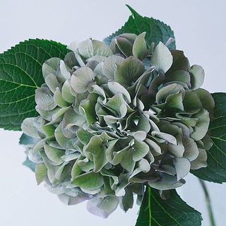 ブルーとグリーンのグラデーションの場合も。