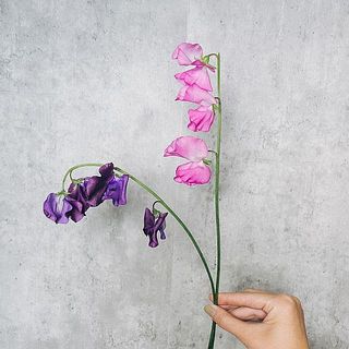 スイートピーは繊細で水下がりしやすいお花。茎先を1cmほど切って、紙でくるくる包んでしばらく水につけてあげると元気になります。