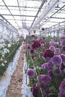 圃場の様子です。背丈くらいまで高く伸びた立派なスカビオサ