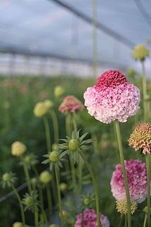 チョンマゲシリーズ以外も素敵なスカビオサを沢山作られています。