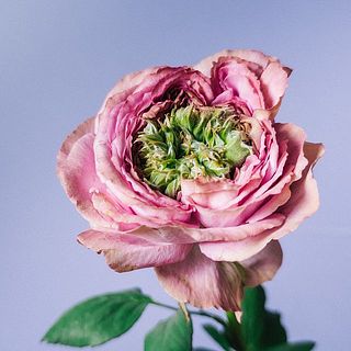 繊細な品種のため花びらに傷が付いていることも。気になる場合優しく外してあげてください。