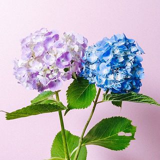 紫陽花はブルーかパープルのどちらかをお届け。