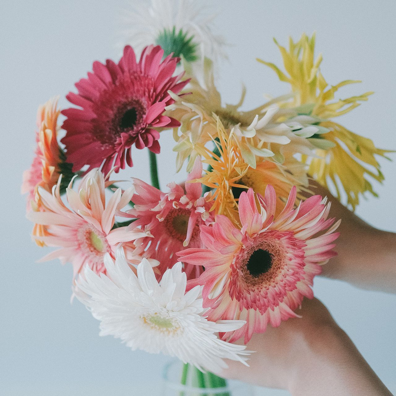 産直】松木園芸の大輪ガーベラ