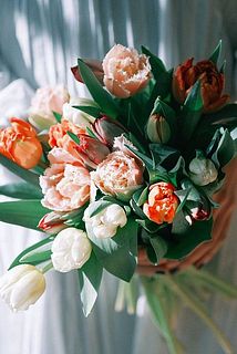 産直】センティアのおまかせチューリップ